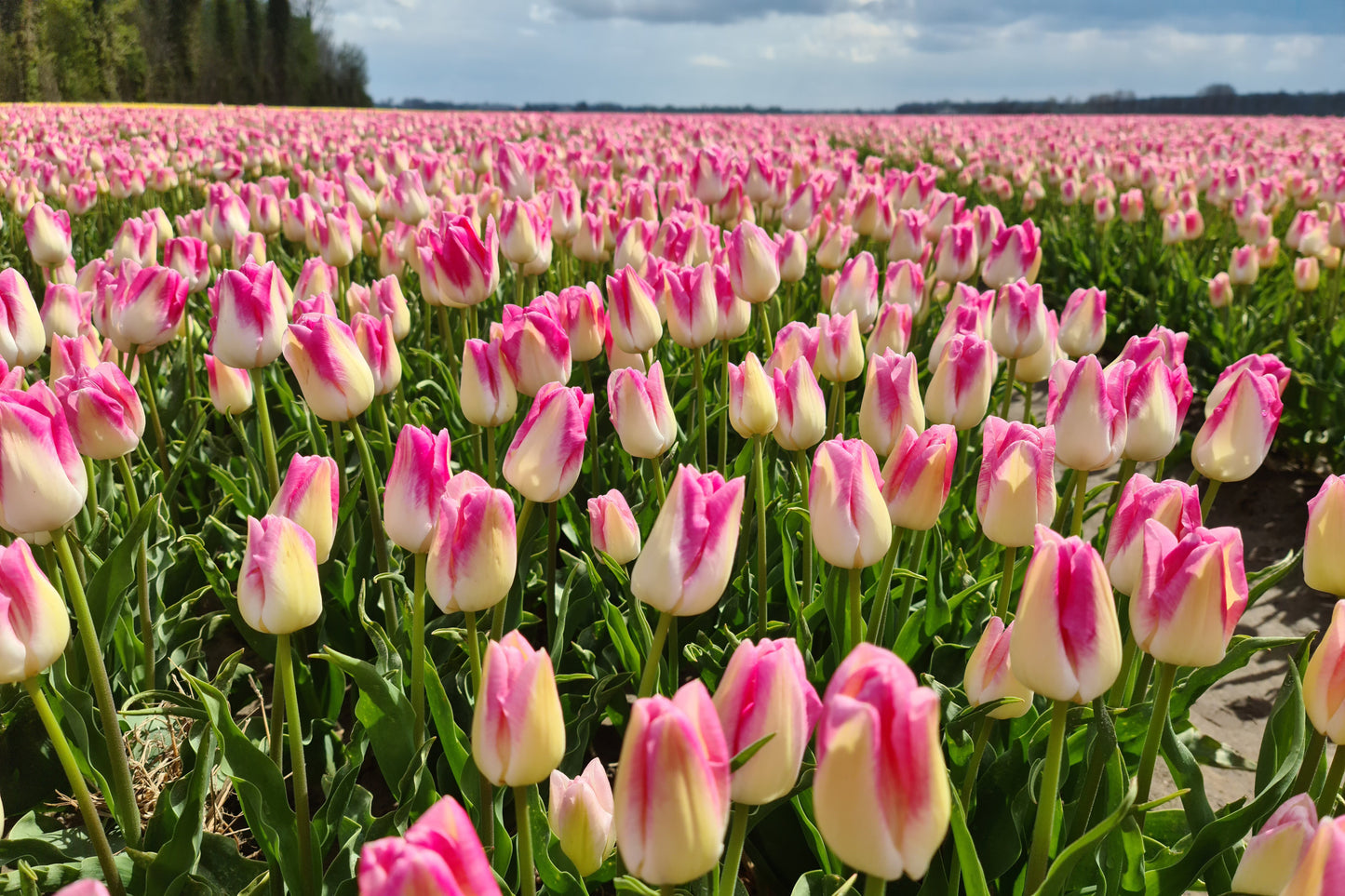 Heritage in Full Bloom